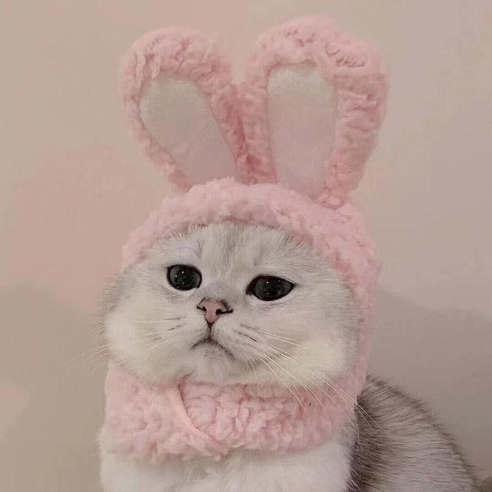 ˗ˋˏ🧺ˎˊ 𝘏𝘢𝘱𝘱𝘺