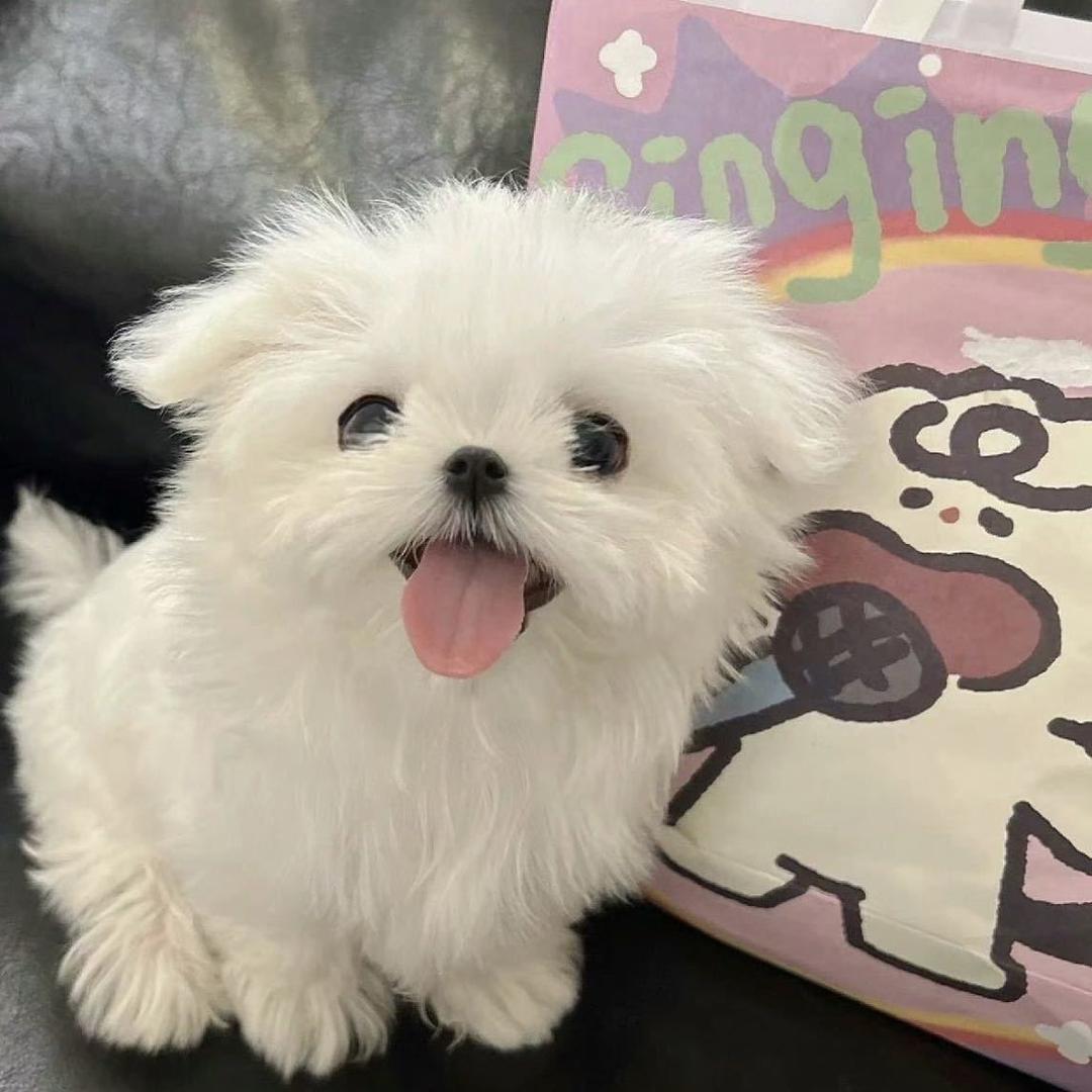 瑶瑶喵