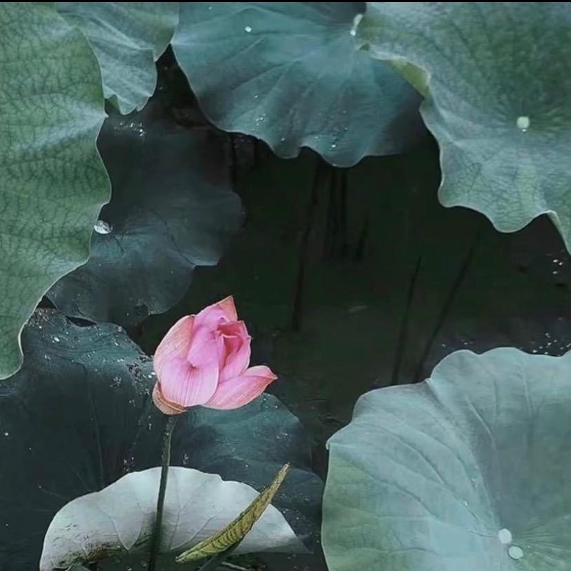 张🌧️淳