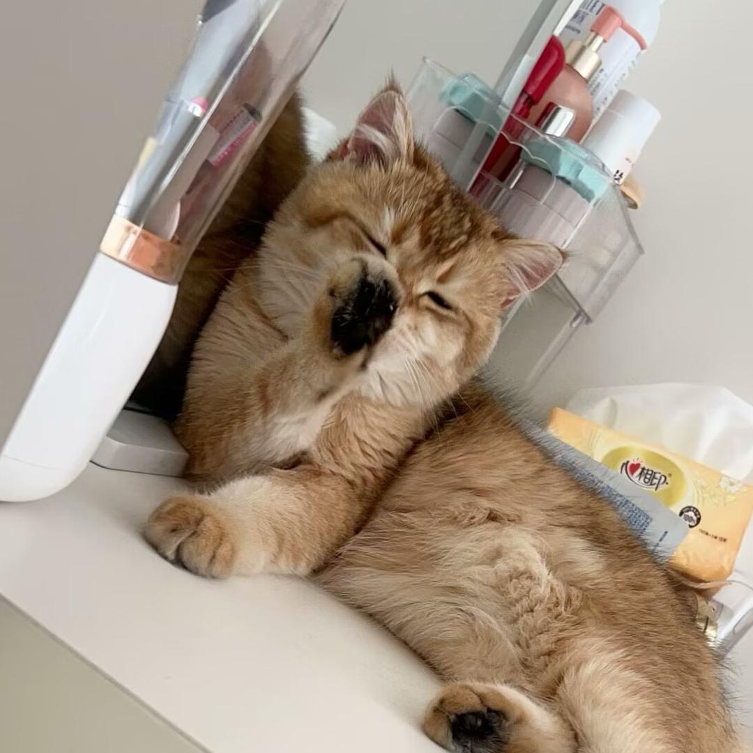 大吉是只喵🐱