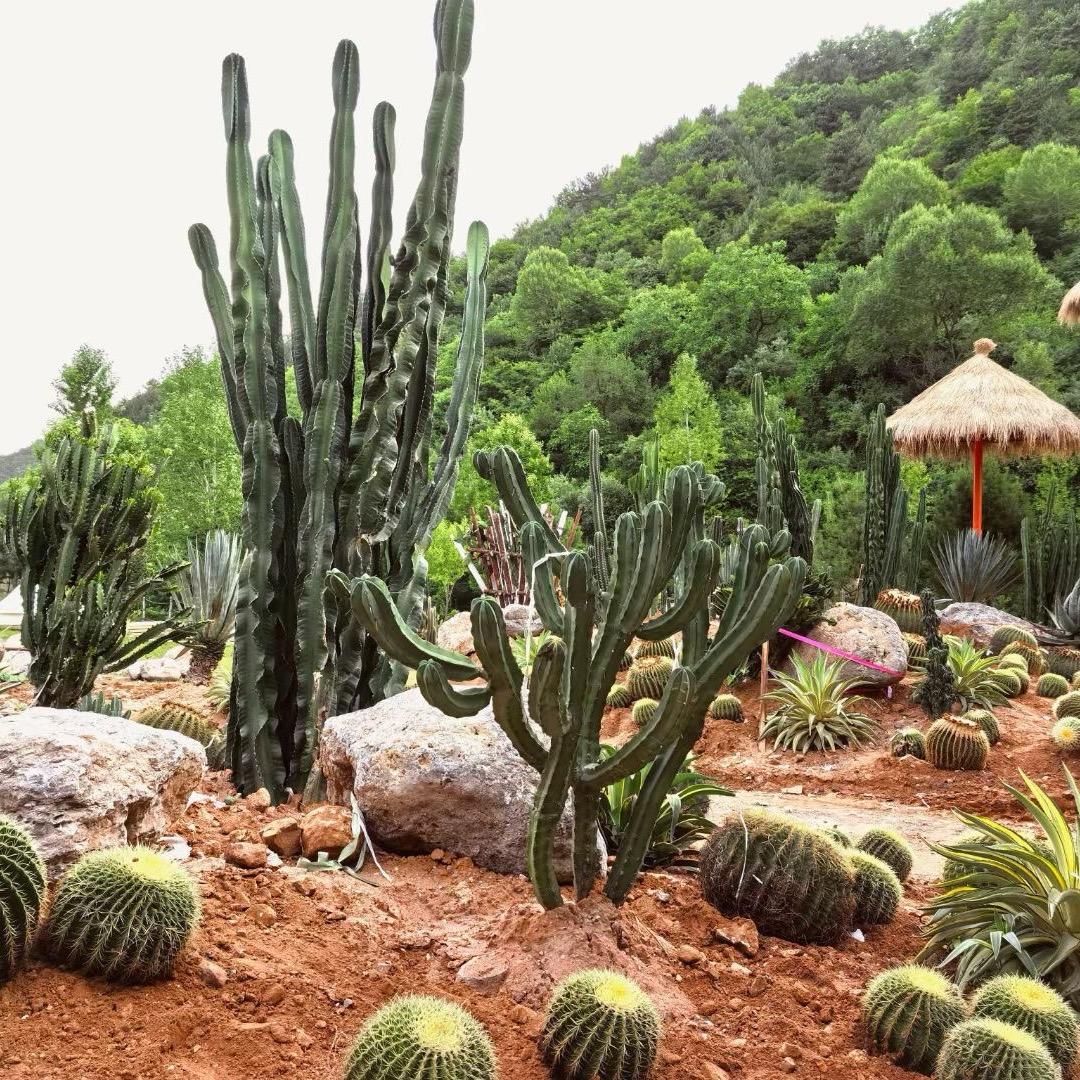 嘉龙园艺仙人柱