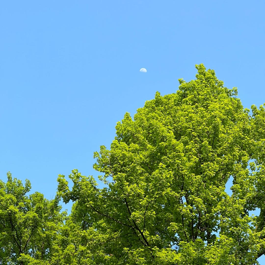 酷酷的粉叶儿 ☘️💖🍀