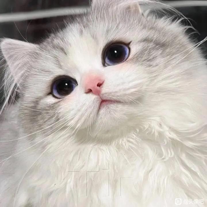 蜜糖的cat