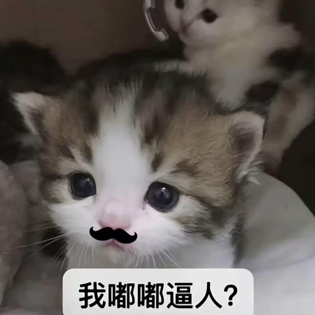 小抹茶小抹茶