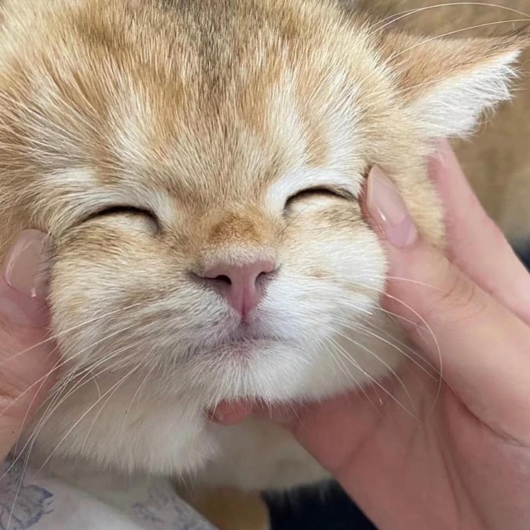 张张自喜.