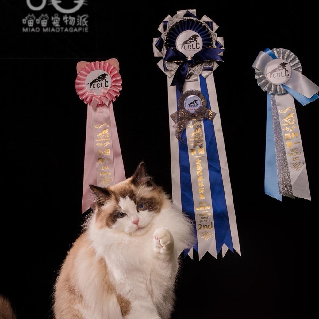 🐾喵喵