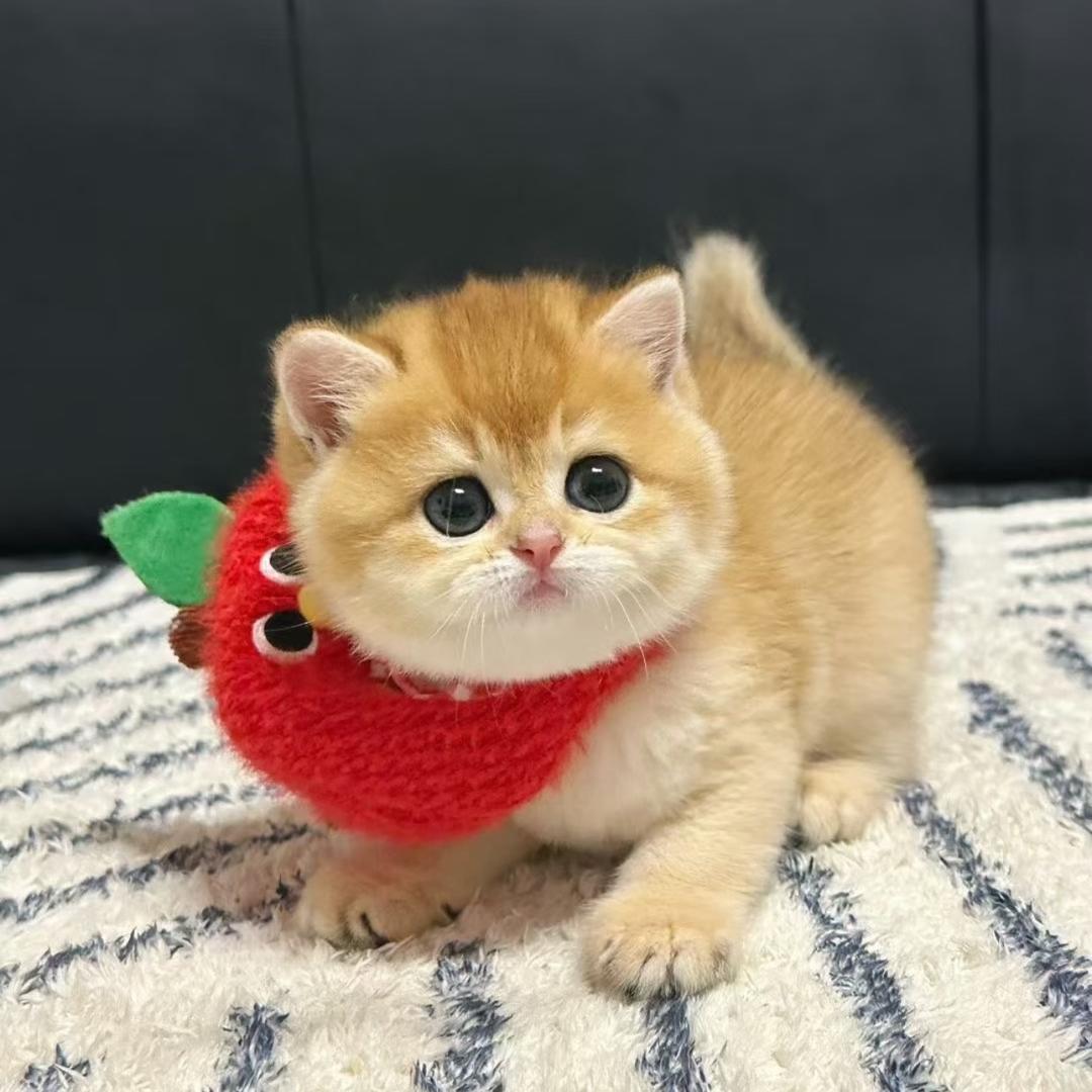 🌈hallo薄色小猫瞳