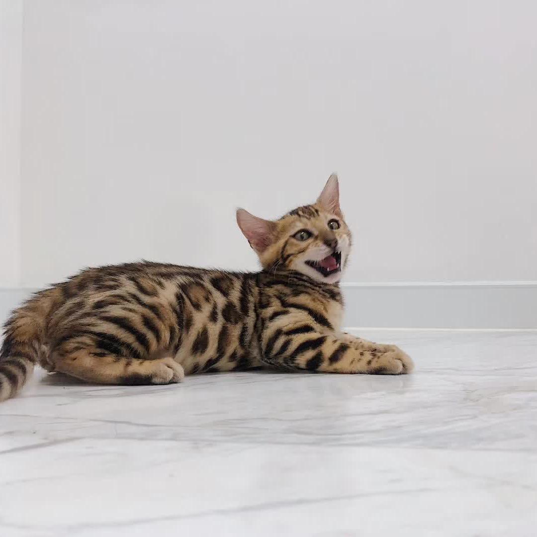 阿福