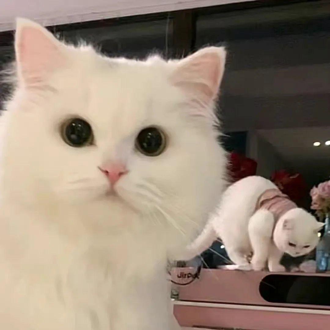 🧚🏻‍♀️LLL