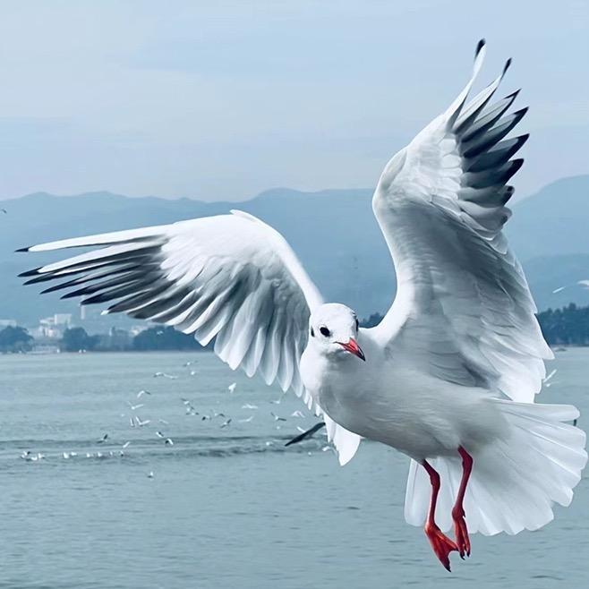 心静止水