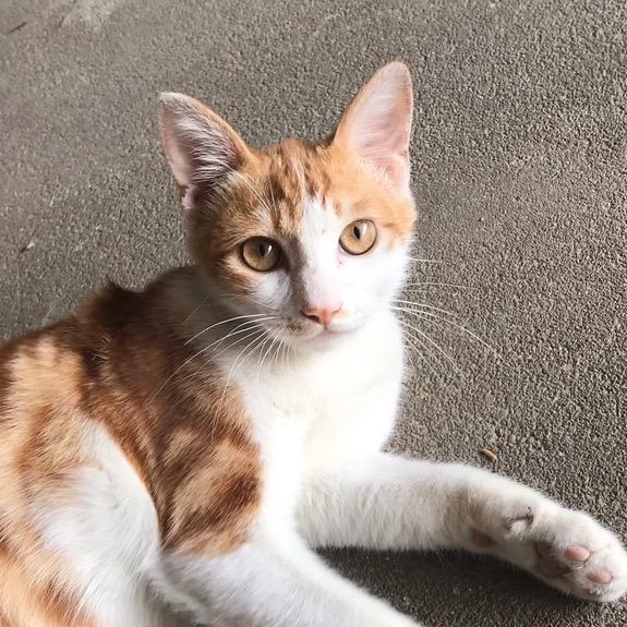 大柴主