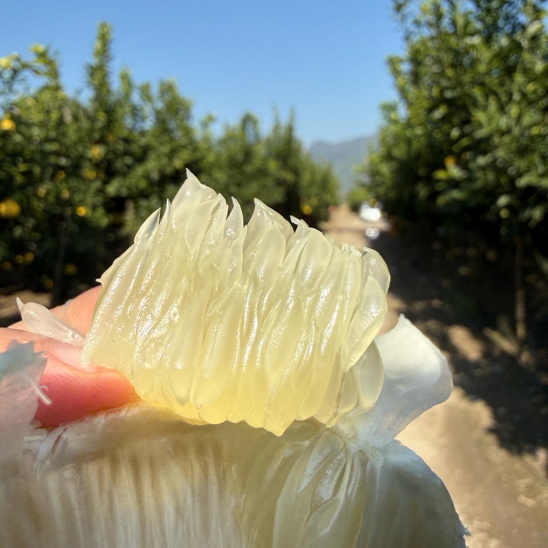 柚子熟了（看简介）