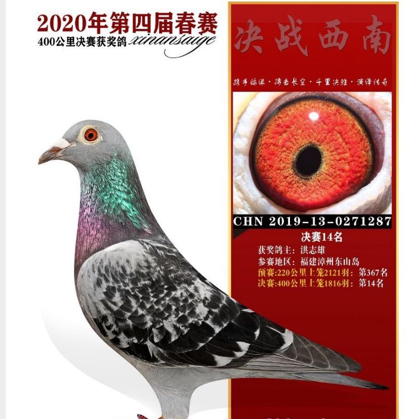 晋宁赛鸽