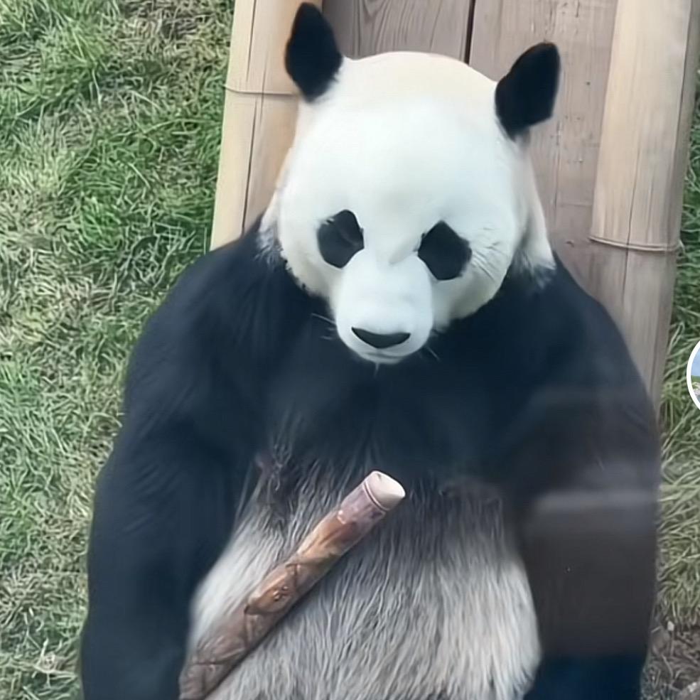 大大爱吃饭