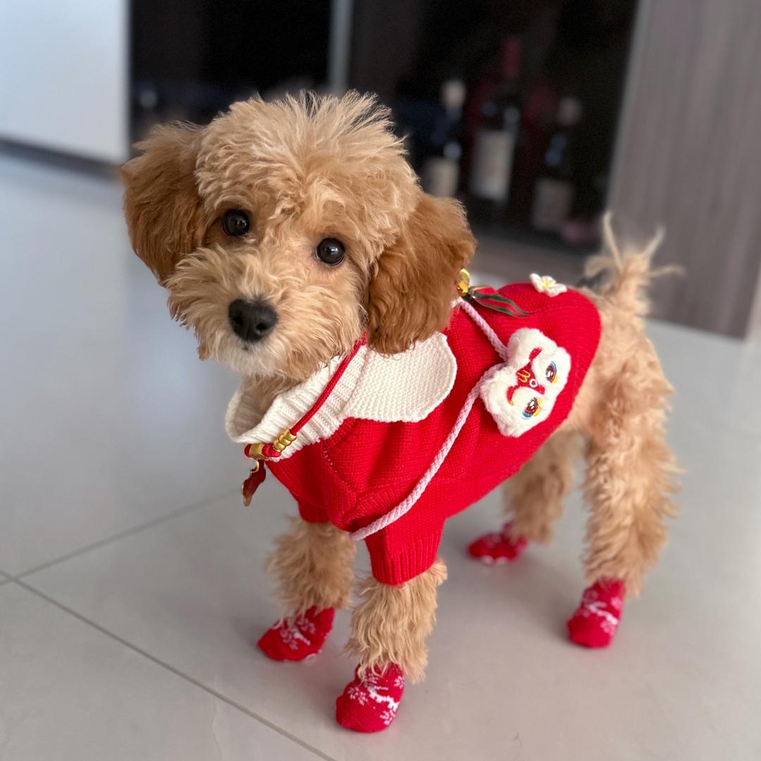 蛋蛋是只小泰迪