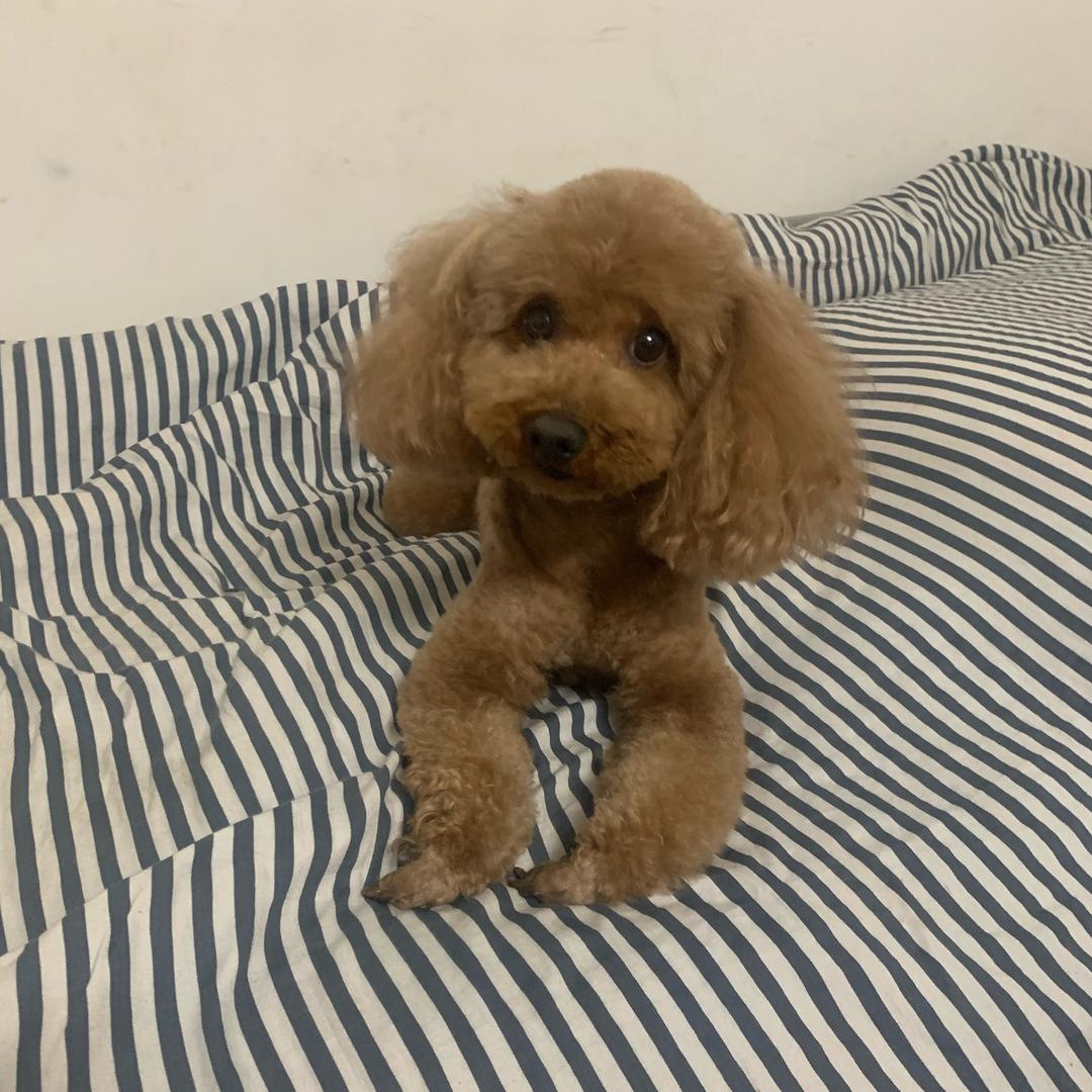 小小小小兮