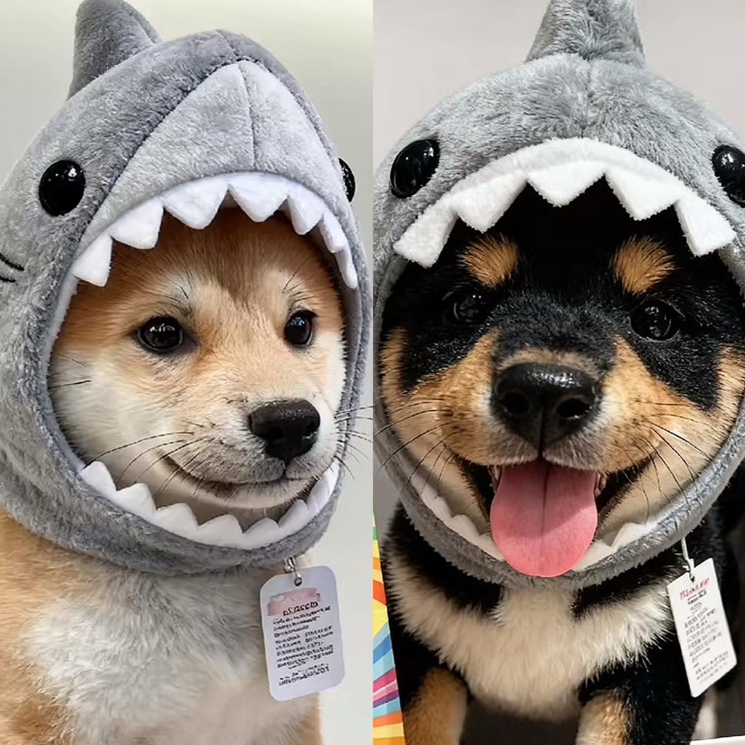 魔镜的招财 进宝（柴犬）