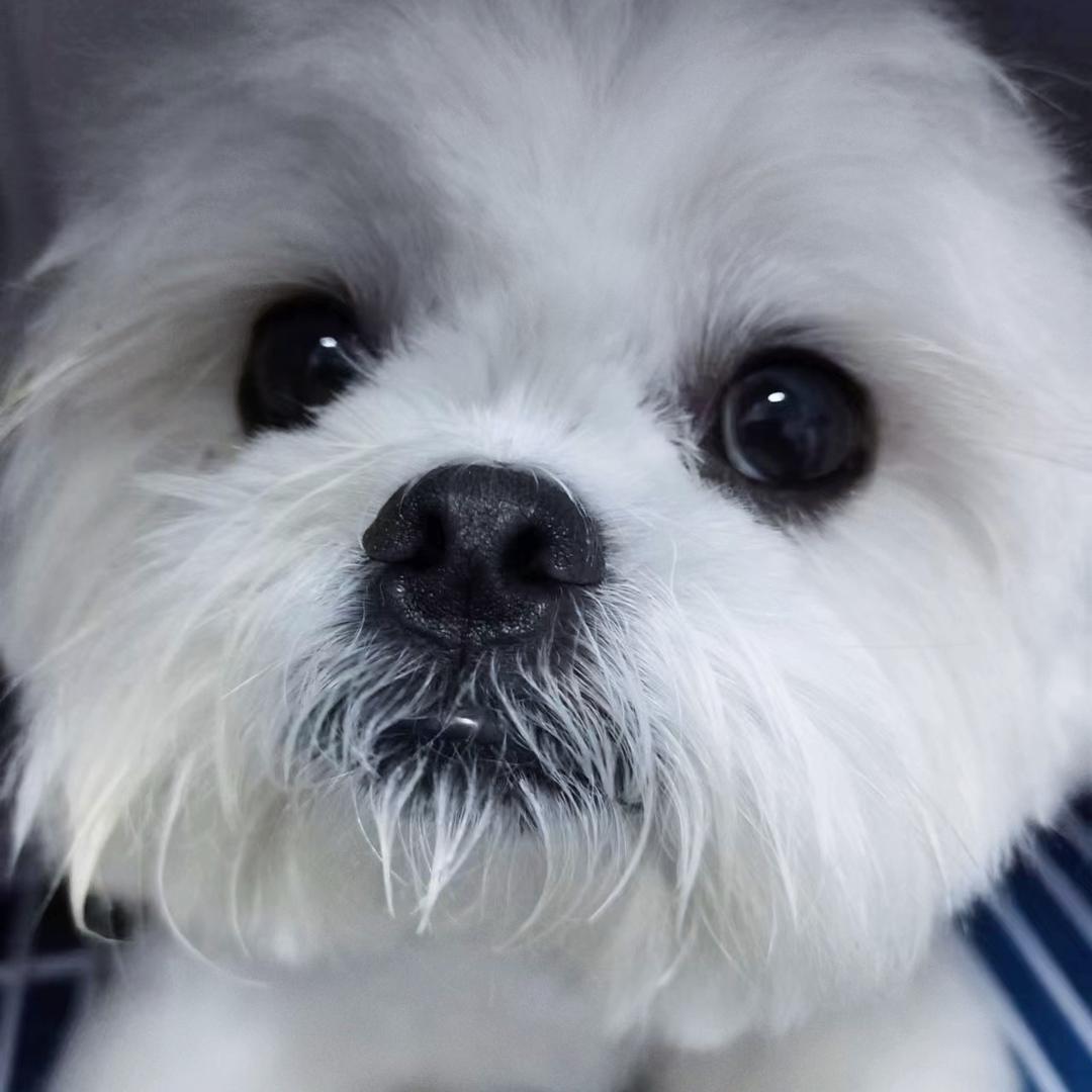 小七来啰