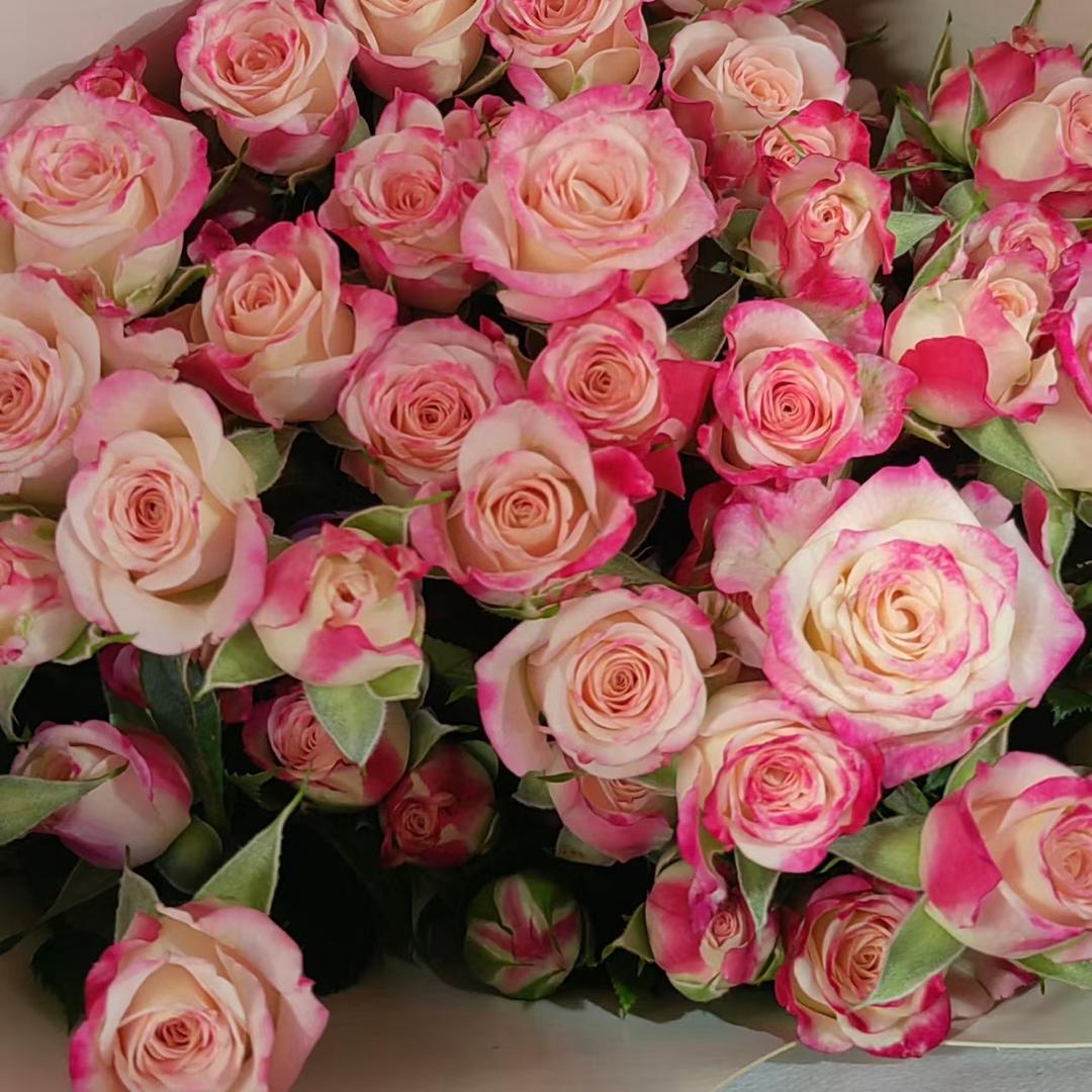 欣馨花卉陈老头