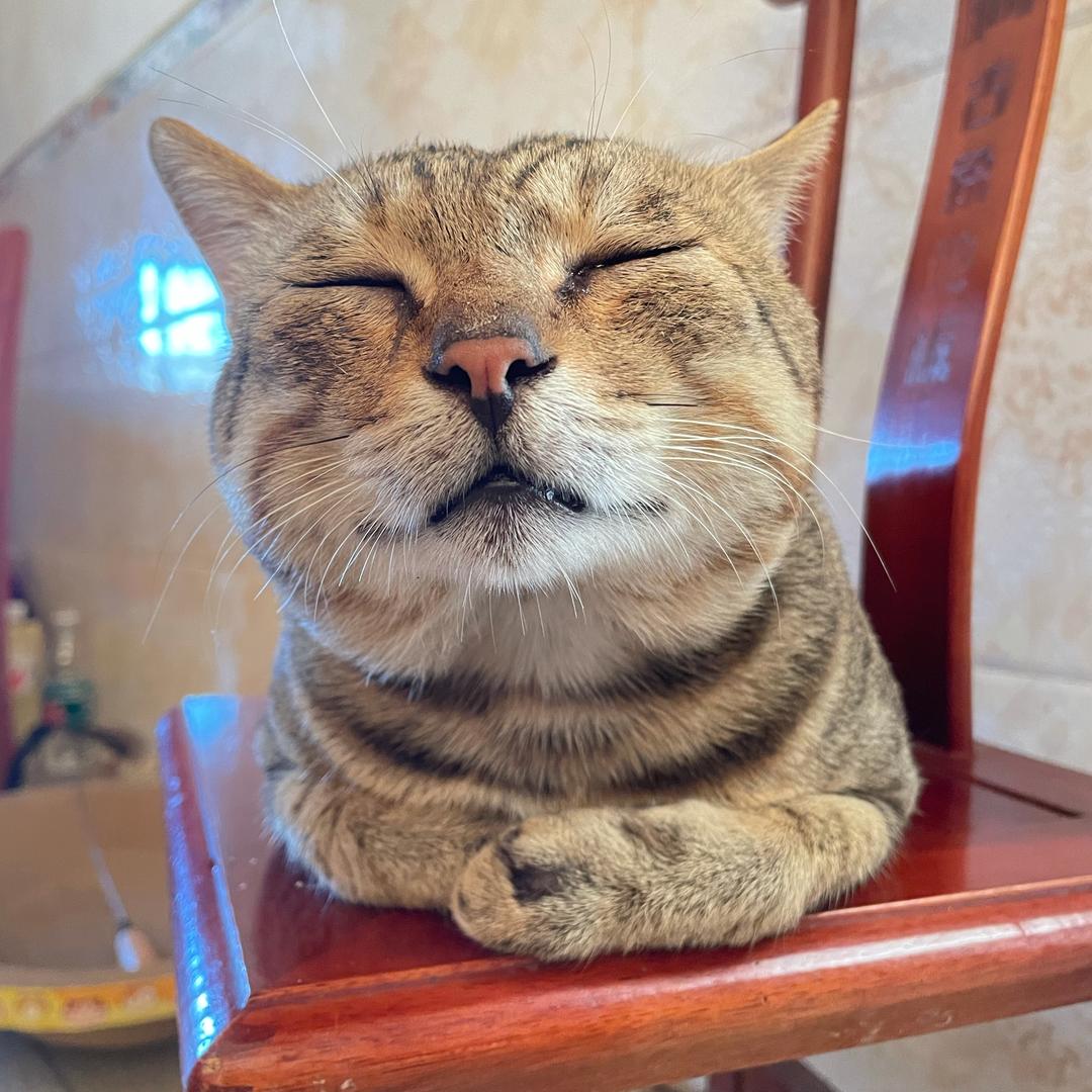 喵大郎