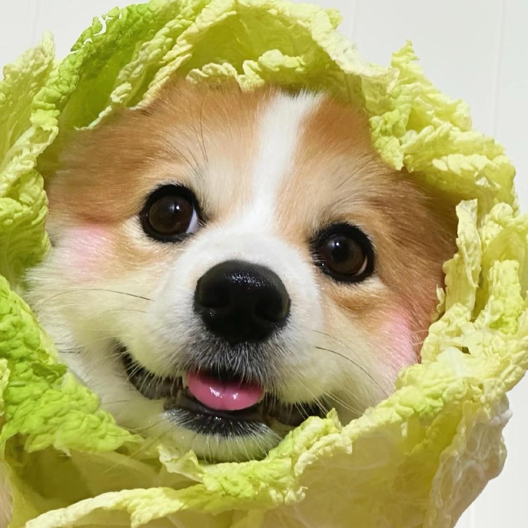 旺旺犬业（甄选柯基）
