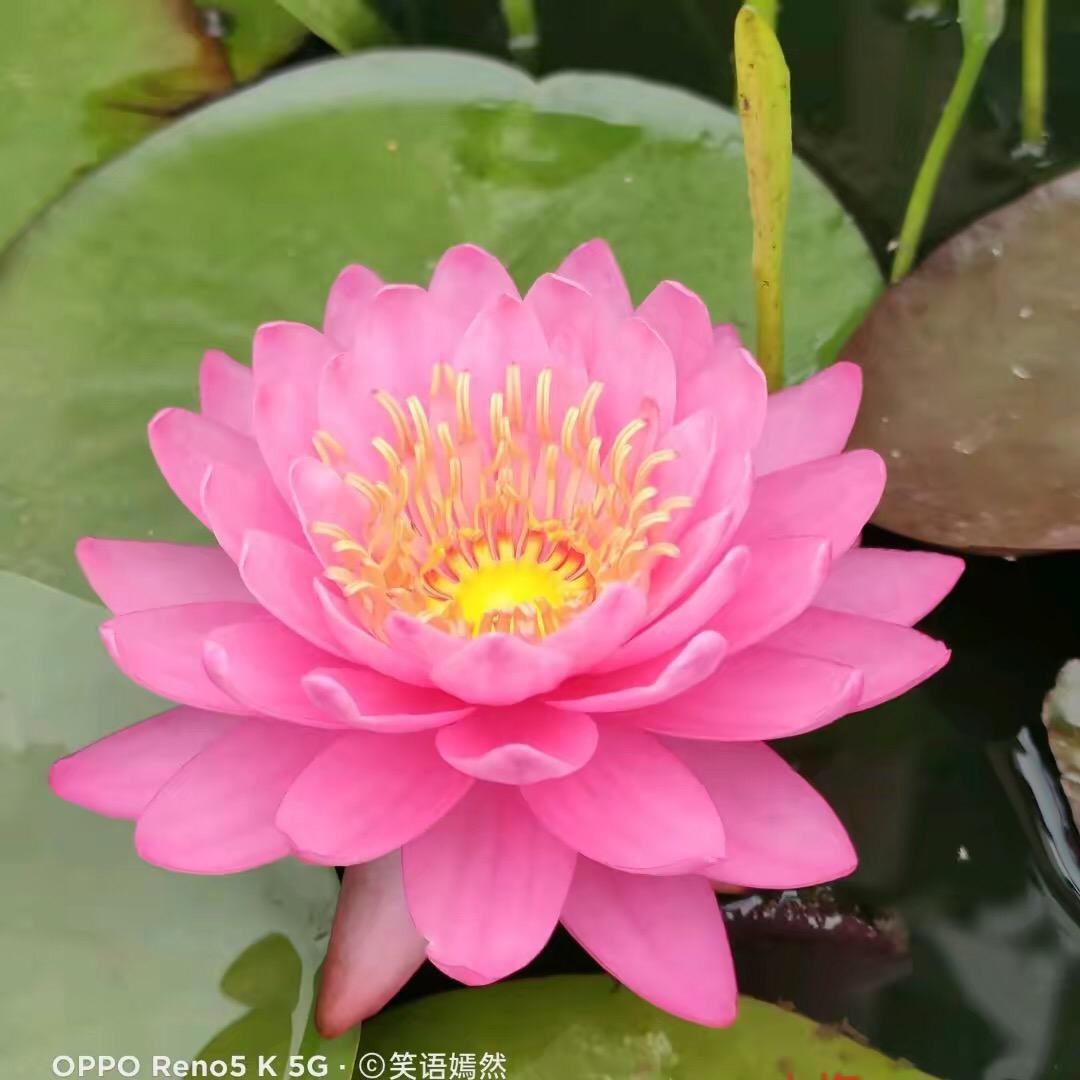 如意说鸡🐔