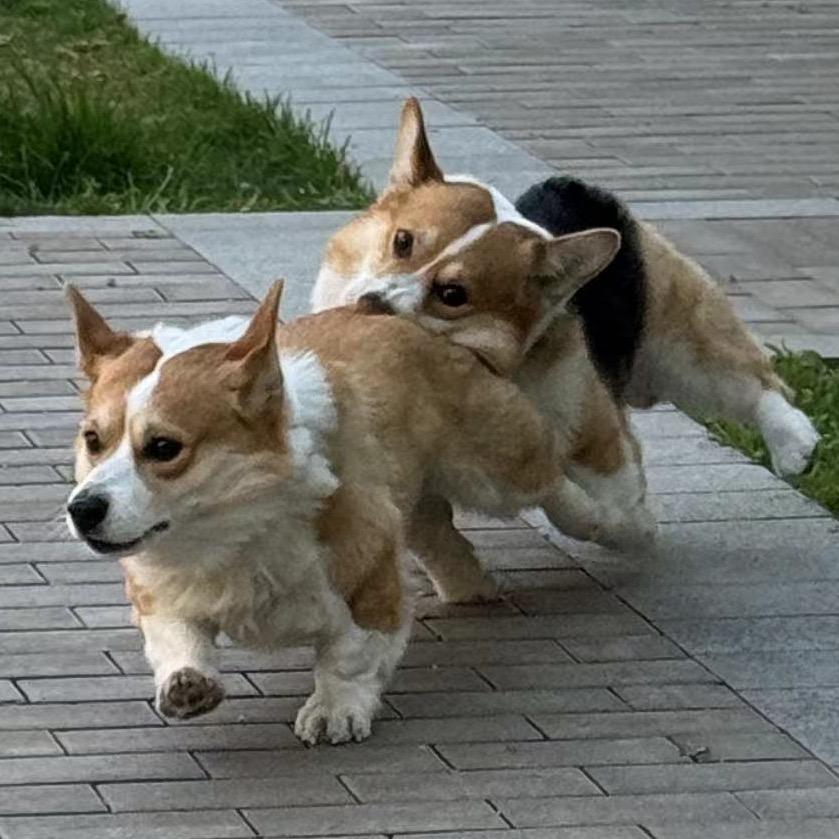 迪迪奔奔