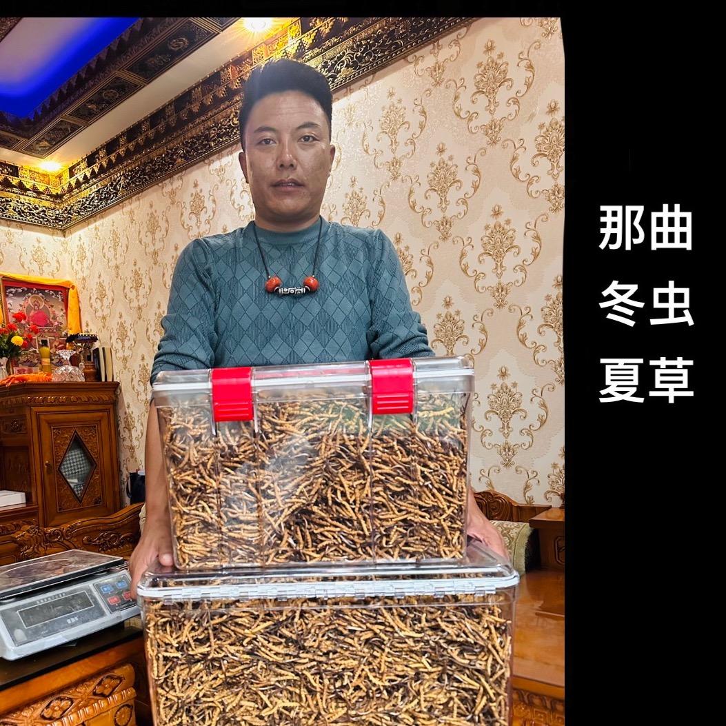 @那曲油恰虫草