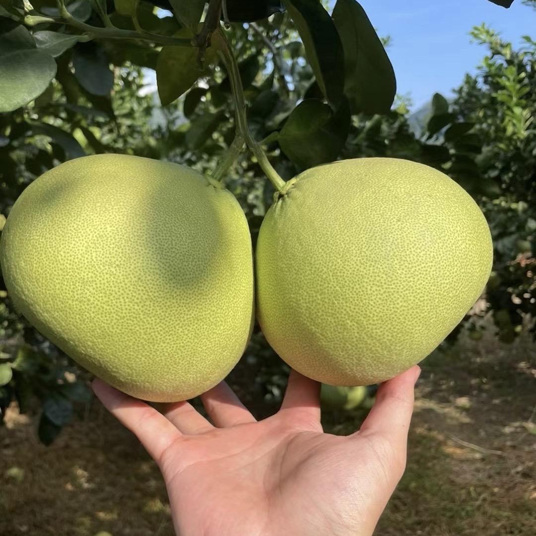 柚缘分度尾红心文旦柚