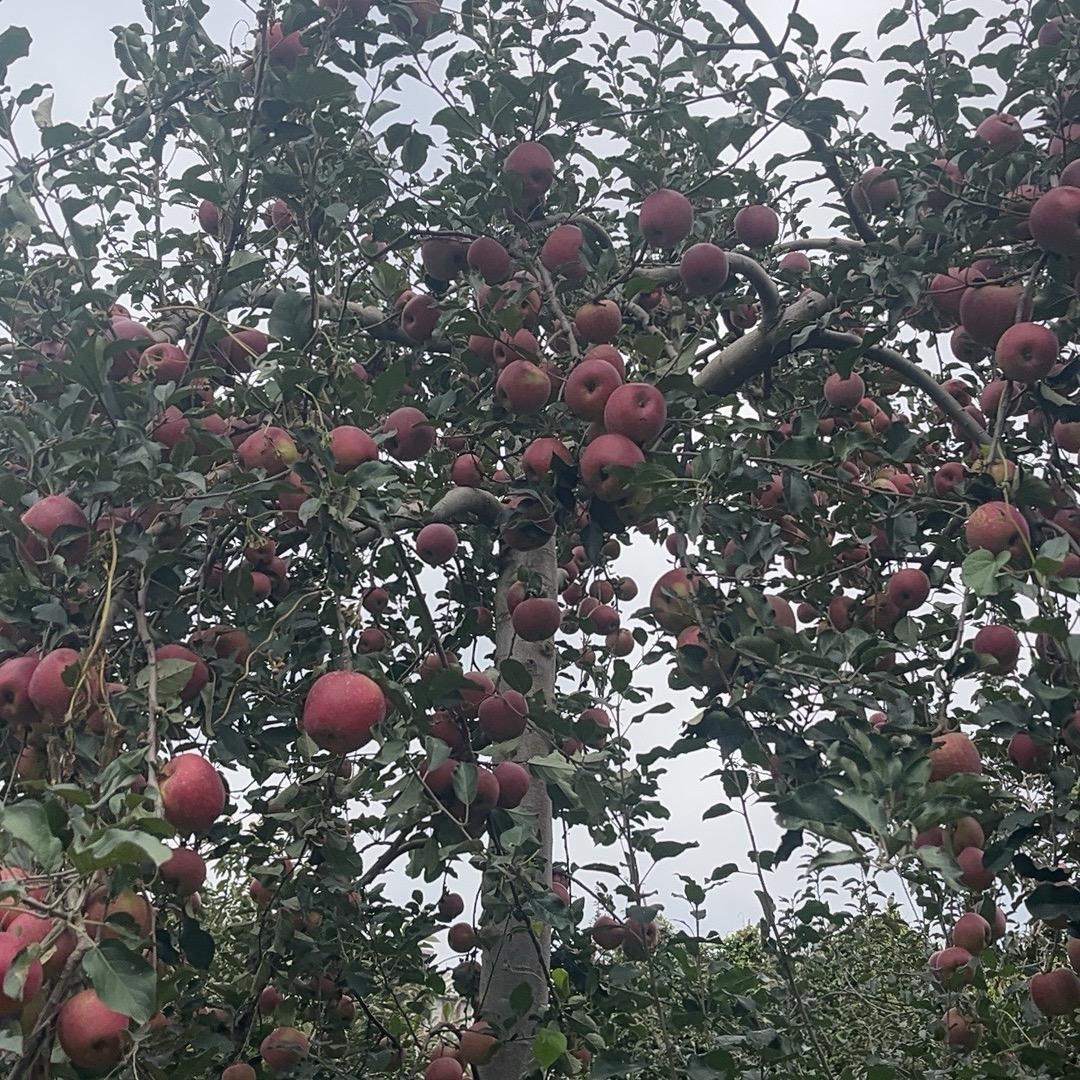 外婆家的生态果园