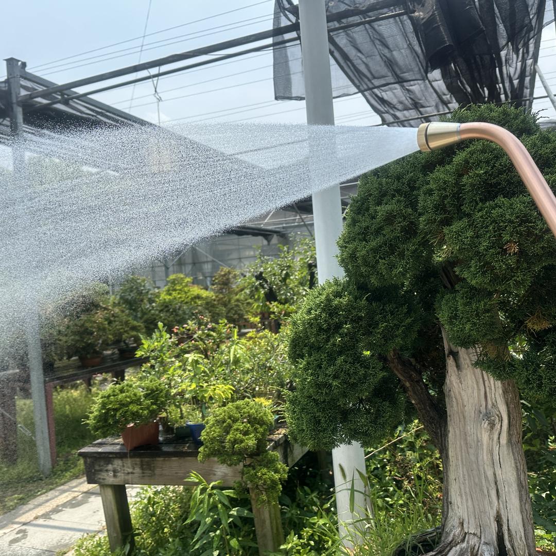 佩吉强盆景花洒