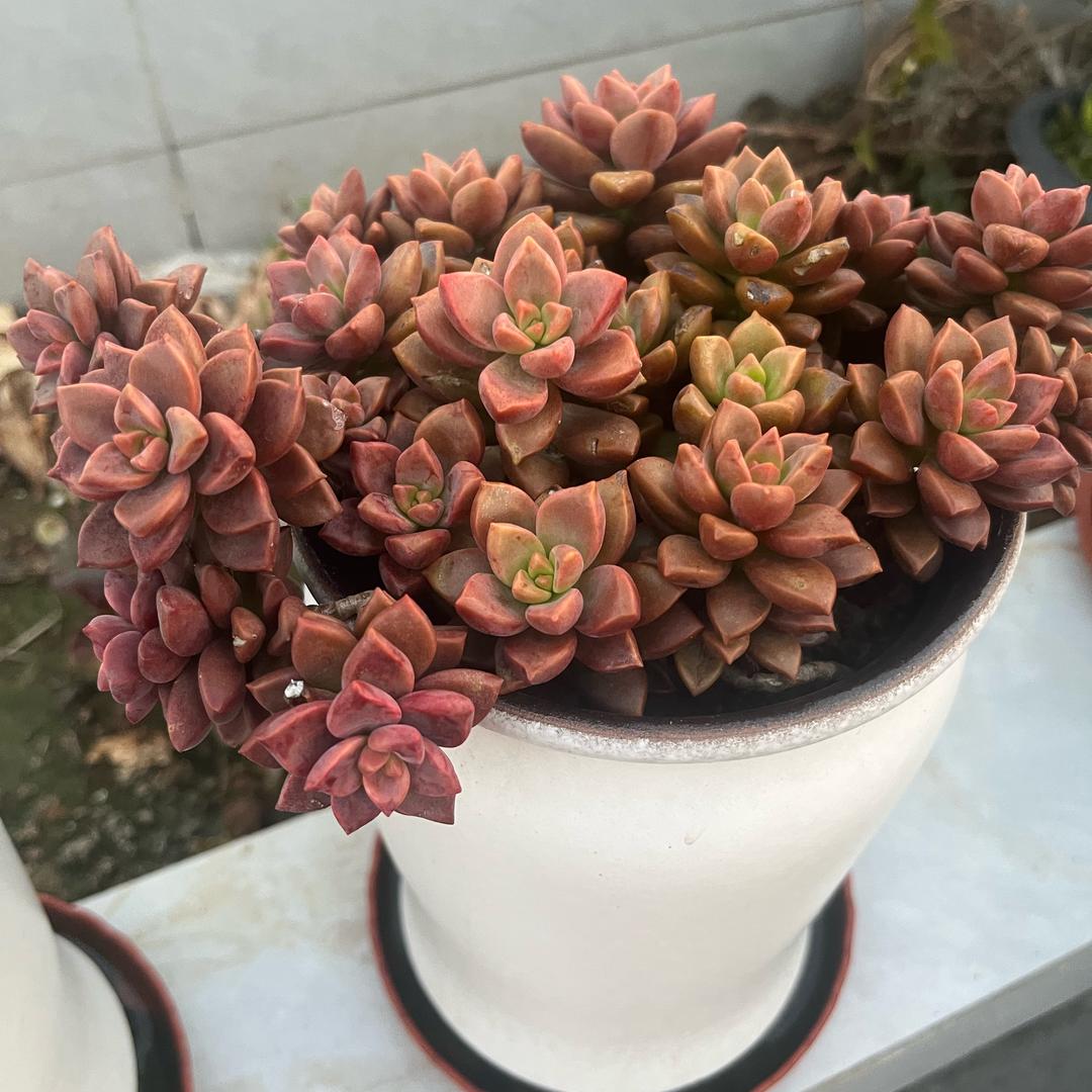 菜菜