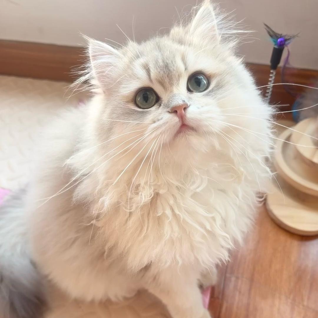 招财喵星猫舍