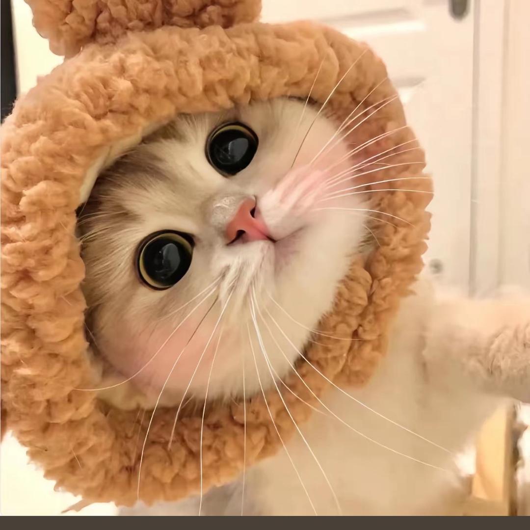 招财猫猫🐱🧚‍♂️