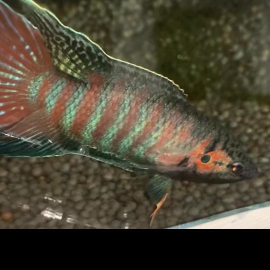 凯文斗鱼馆