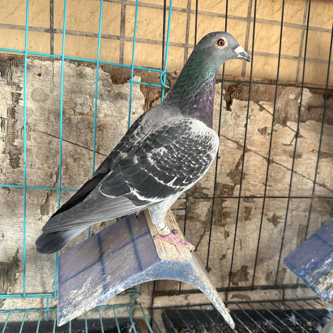 🕊好运来🕊