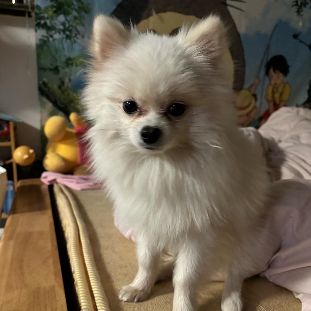 小新追剧