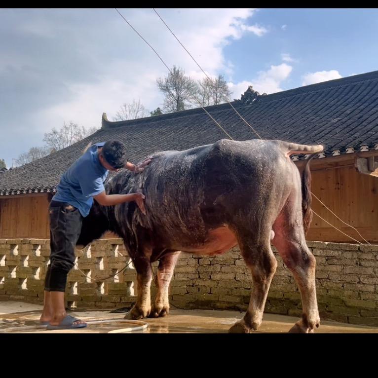 丹寨斗牛人 潘凯