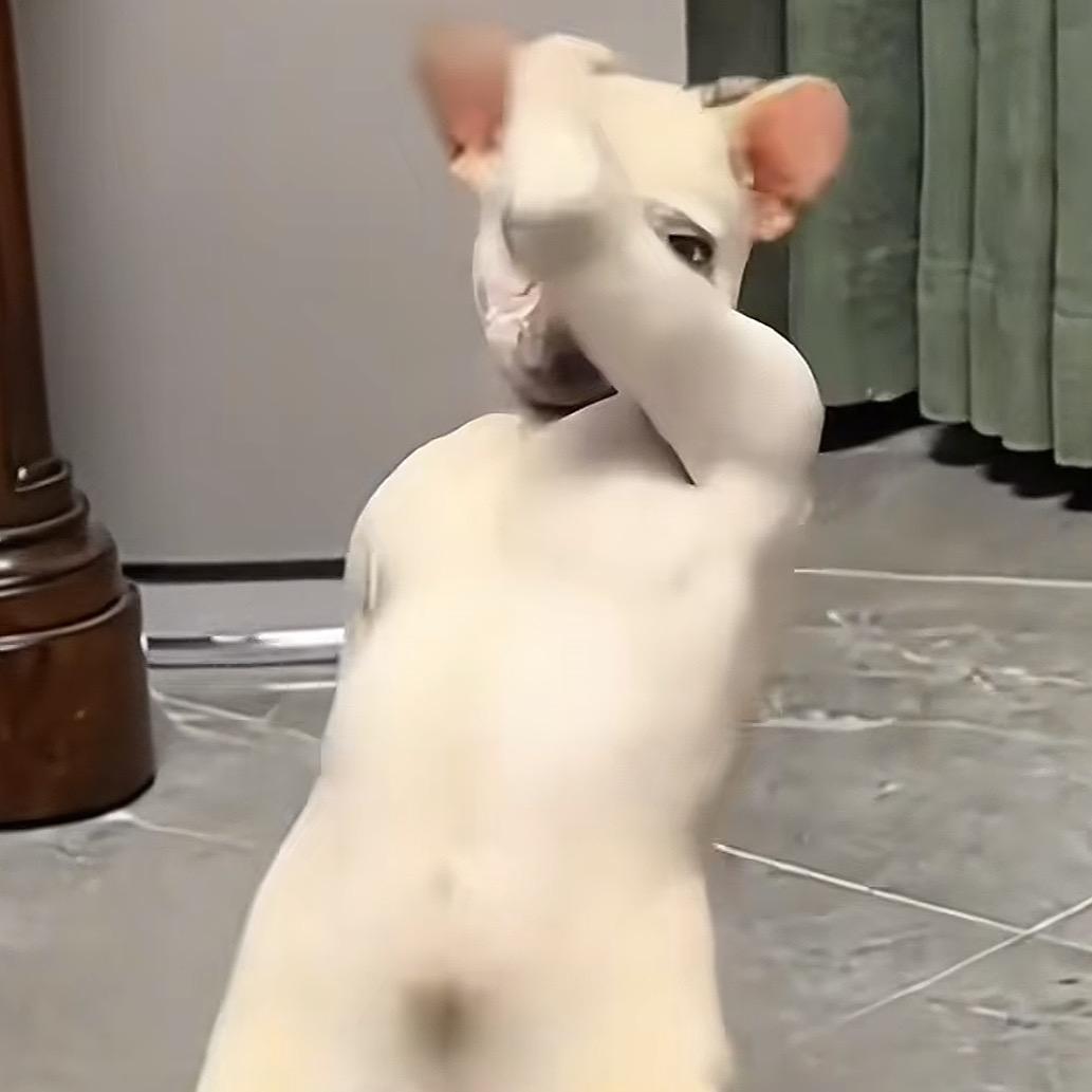 博染