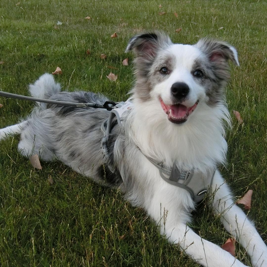 咖喱吖！（免费鉴🐶）