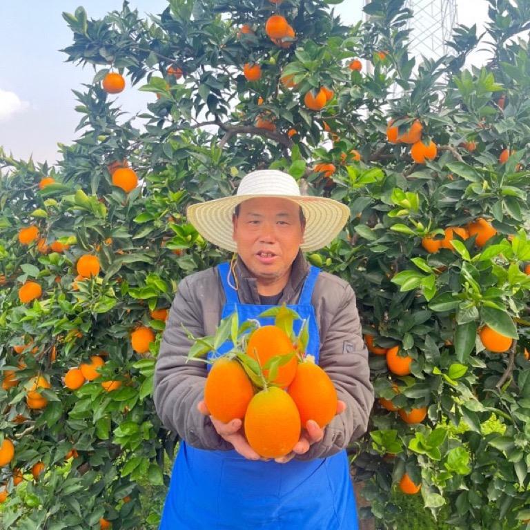 奉节德文江边脐橙