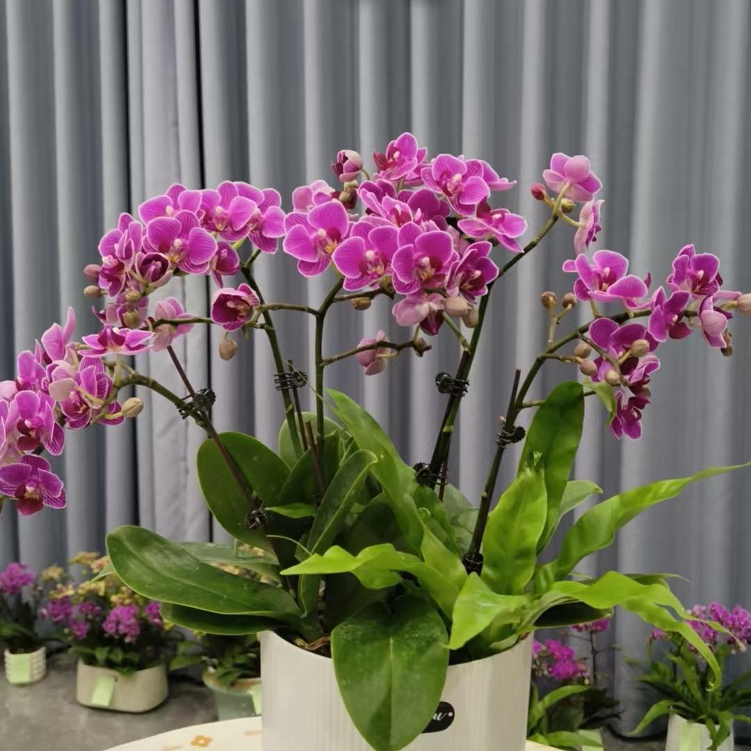 多喜乐、长安宁。