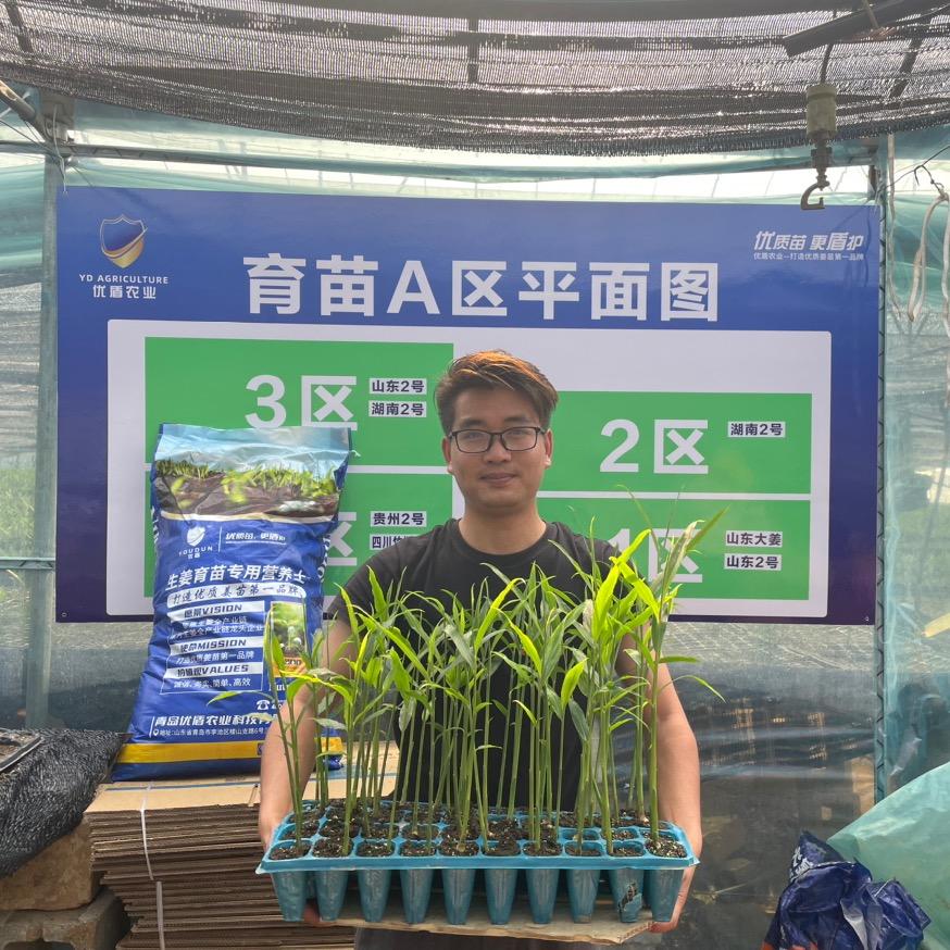 优盾农业-专注生姜高产种植技术