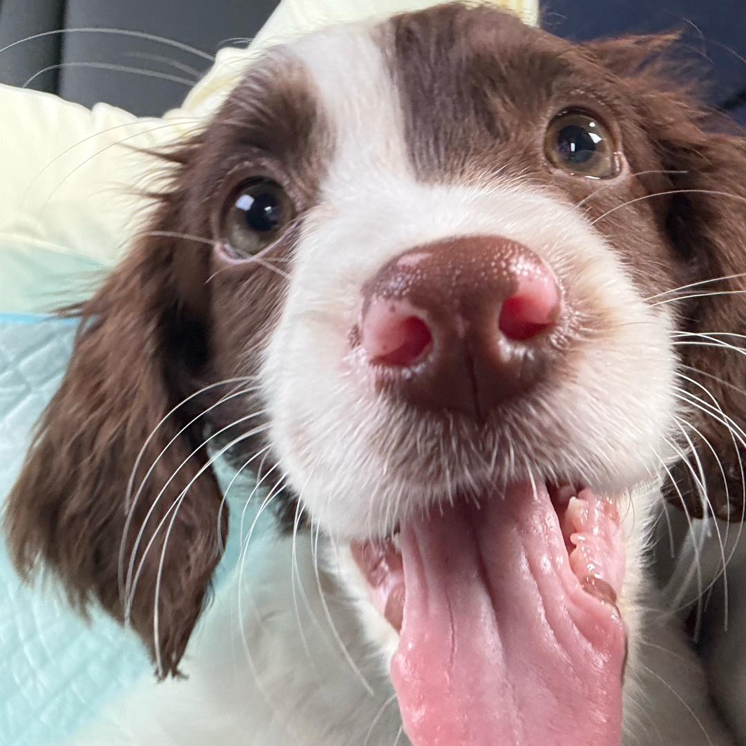 小吕（单板🏂）