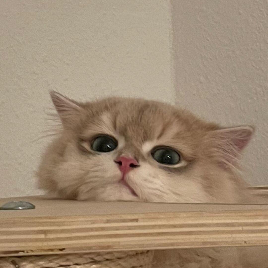 果果不吃麻辣烫