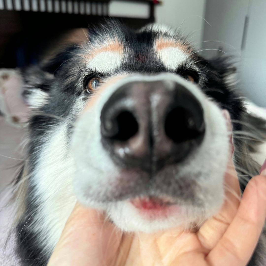 元宝是只阿拉🐷