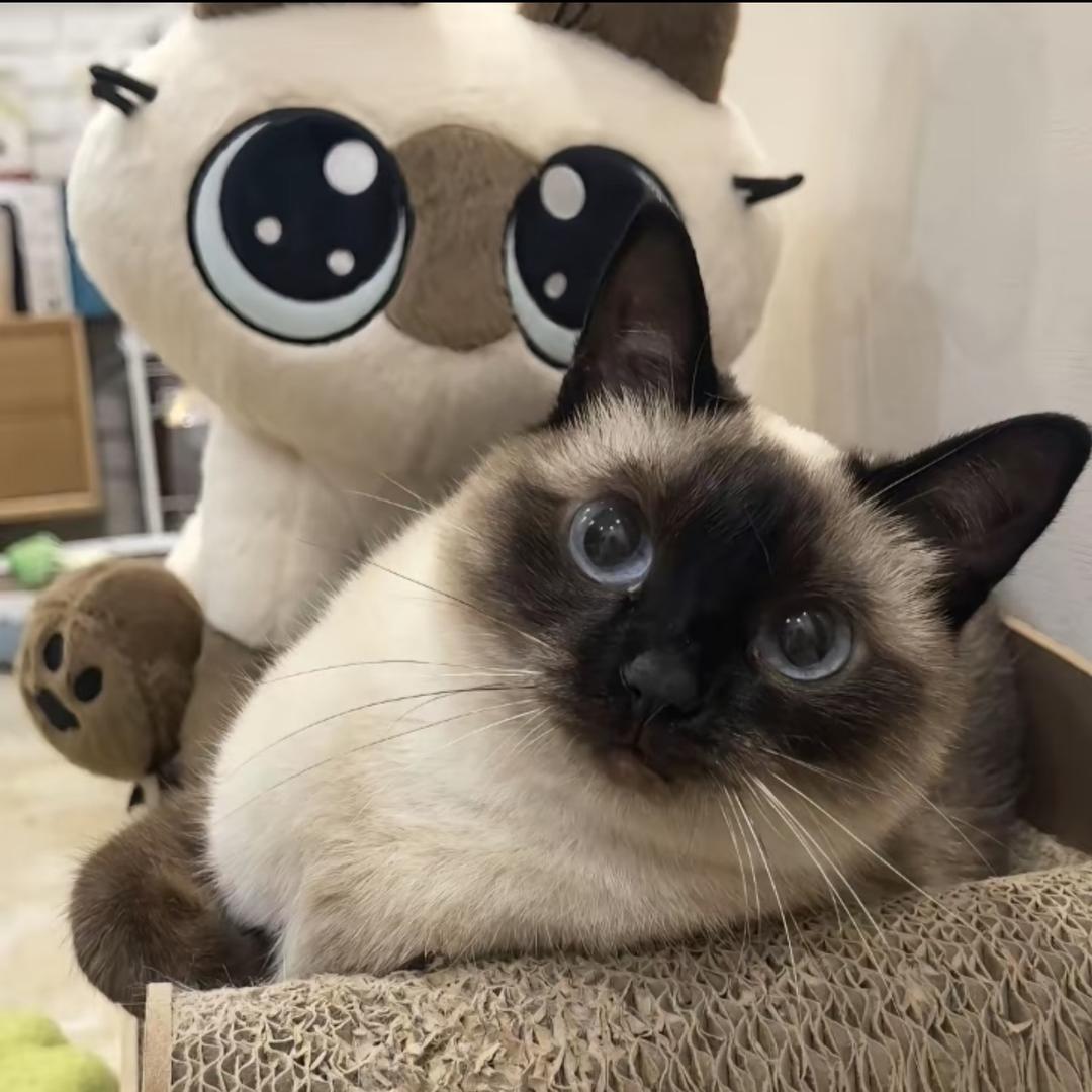 武汉遇见你的猫舍