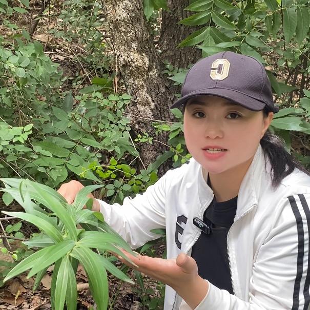 嵩山黄精姑娘