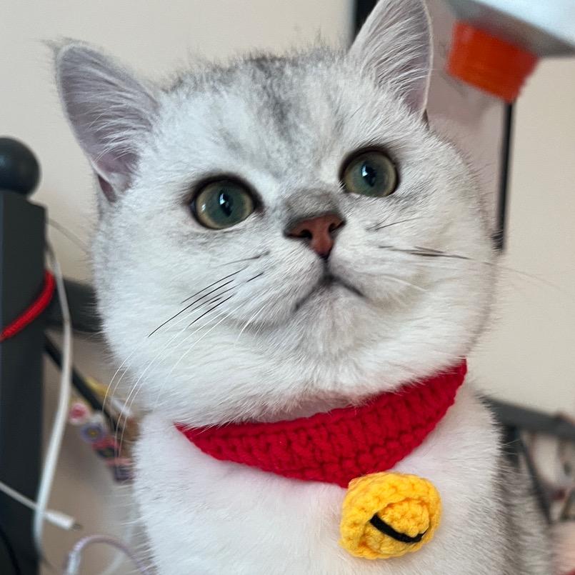 猫太吉是只喵
