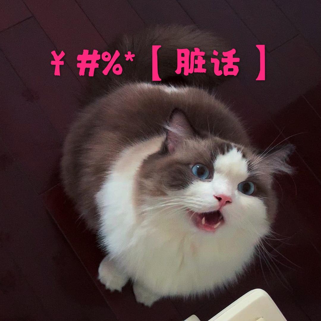 小戴别再买东西了